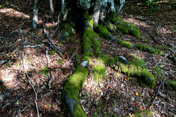 在外表上向上生长的根图片下载