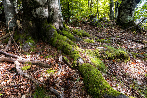 在外表上向上生长的根图片下载