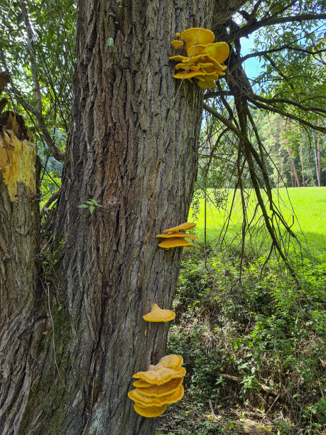 鸡菇——林中鸡——硫酸白菇——树上白僵菌图片下载