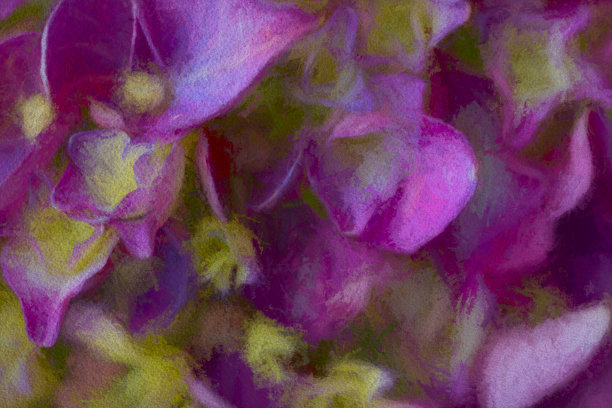 绣球花花图片下载