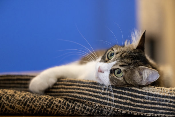 挪威森林猫，在地毯上玩耍图片下载