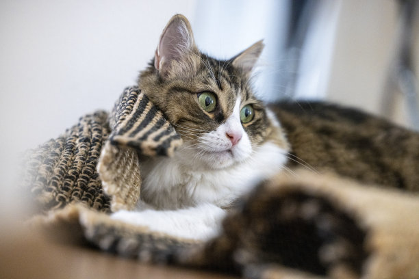 挪威森林猫，在地毯上玩耍图片下载