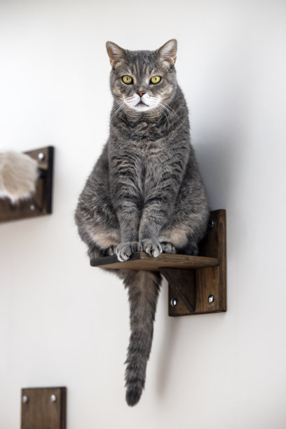 英国短毛猫坐在墙上挂木台阶上图片下载