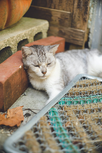 生活在日本冲绳县宫古岛的流浪猫的照片。图片下载