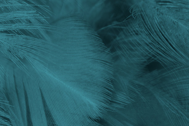 美丽的特写深黑，碧蓝翠蓝的羽毛图案质感背景图片下载
