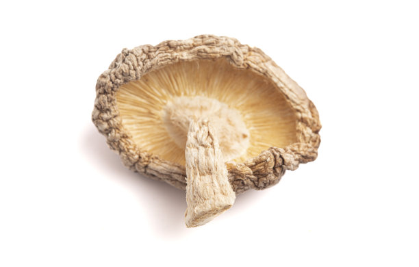 在白色背景上分离的单个干香菇图片下载