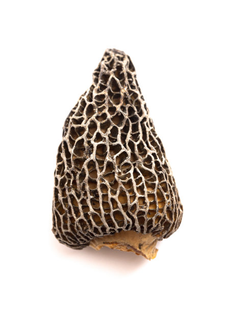 野生采收毛羊肚菌，修剪和干燥，分离在白色背景上图片下载