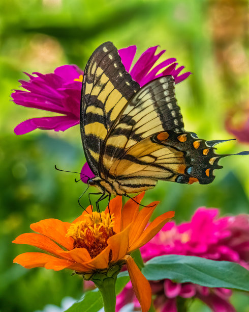 百日菊花上的加拿大燕尾花图片下载