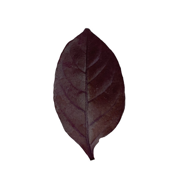 一种紫色的叶子图片下载