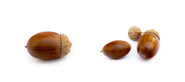 成熟的橡子孤立图片下载