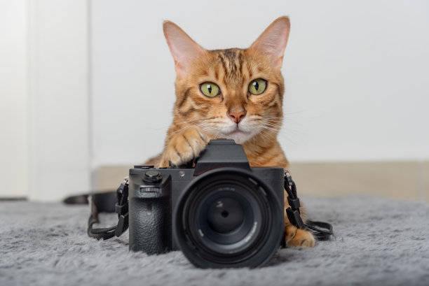 一只孟加拉猫躺在地毯上的相机旁边。图片下载