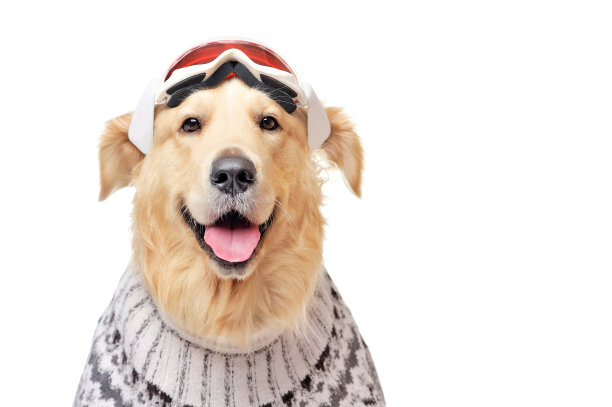 金毛猎犬戴着滑雪镜，穿着针织毛衣图片下载