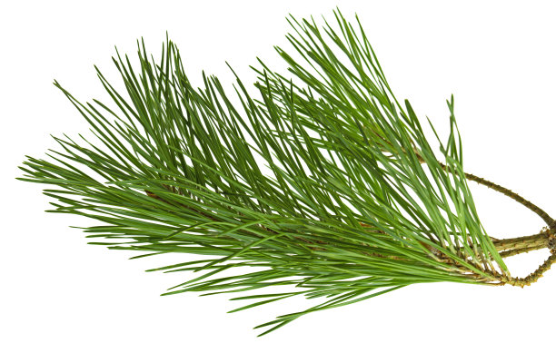 绿色的松枝孤立在白色的背景上。松果和杉树的枝条。孤立。花卉设计。图片下载