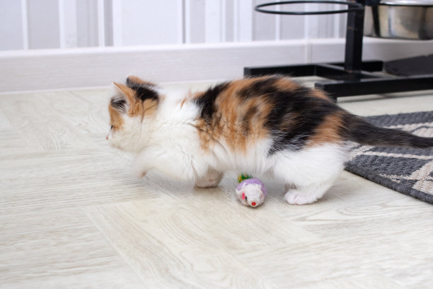 小三色小猫在玩玩具图片下载