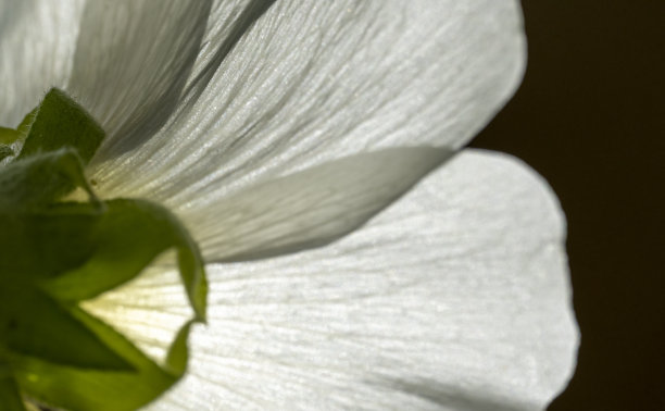 白蜀葵图片下载