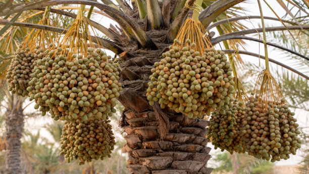阿拉伯国家的海枣种植园图片下载