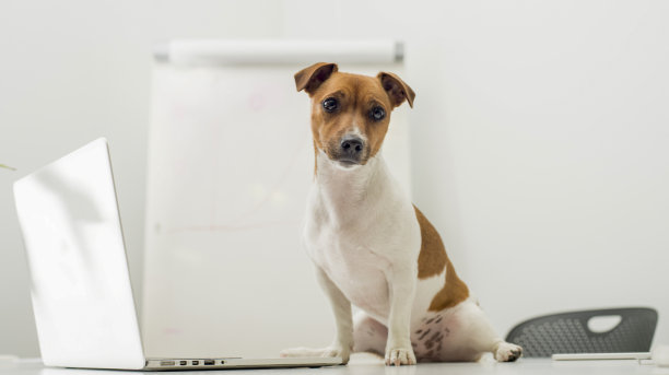 狗把笔记本电脑放在办公桌上图片下载