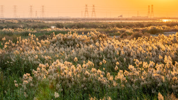 卡塔尔阿布纳克拉池塘的蒲苇图片下载
