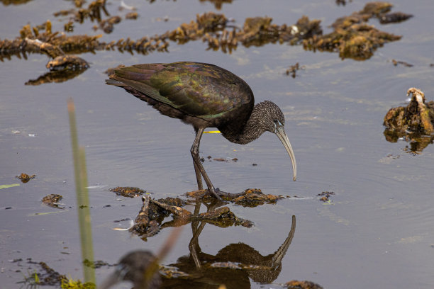 沼泽地里的朱鹮图片下载