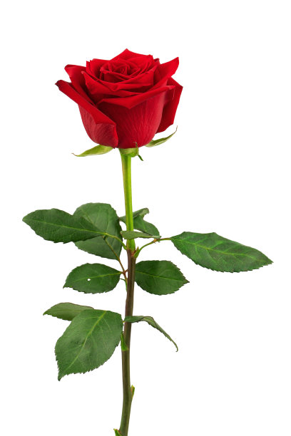 一朵盛开的红玫瑰，绿叶，孤立地映在白色的背景上图片下载