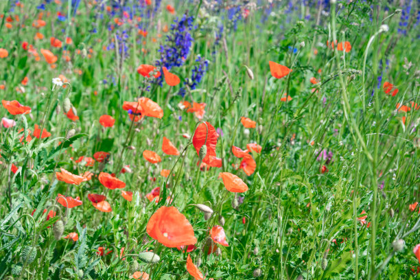 美丽的背景，草地上的花朵，夏天的照片，红色的罂粟花图片下载