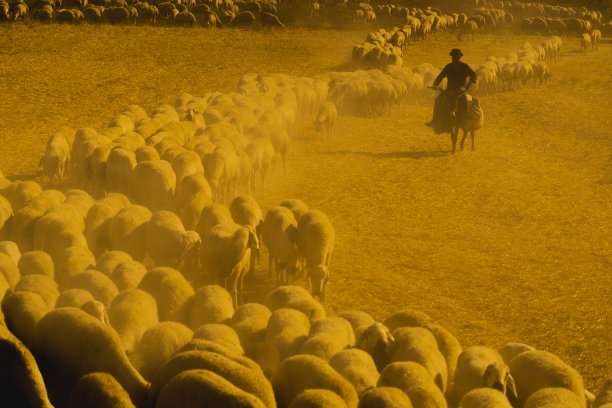 尘土飞扬的田野上移动的羊群图片下载