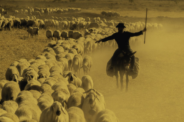 尘土飞扬的田野上移动的羊群图片下载