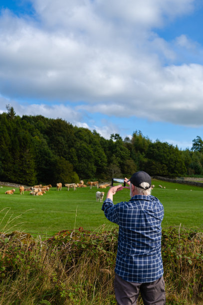 一位老人正在拍摄一群肉牛图片下载