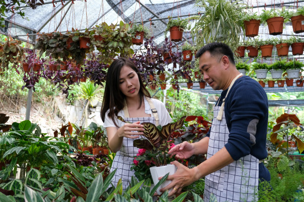 两名中国男女园丁在苗圃里检查盆栽植物图片下载