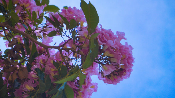 粉色的花，Chompoopantip或Tabebuya或Tabebuia图片下载