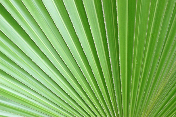 扇形热带树叶纹理图片下载