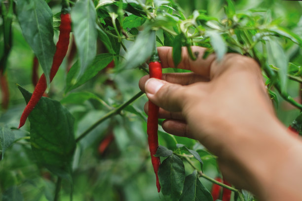 不认识的农民在收割红辣椒图片下载