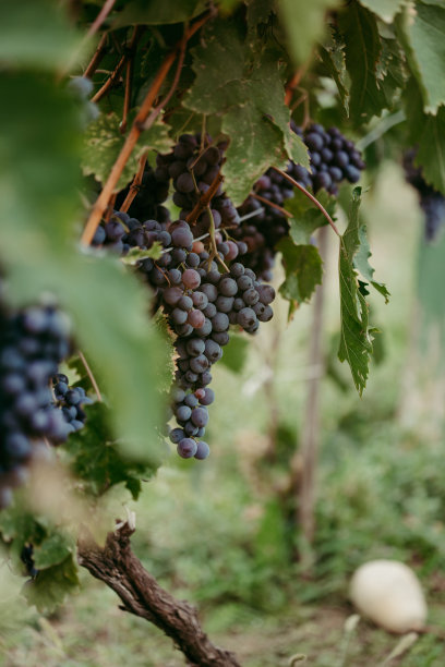 有机葡萄园特写图片下载