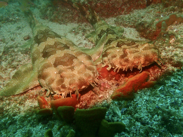 流苏wobbegong鲨鱼图片下载