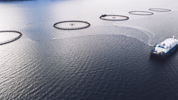 挪威海的鲑鱼养殖。食品工业，传统工艺生产，环保。在被峡湾包围的北极水域中种植和捕捞鱼的圆形网的鸟瞰图图片下载