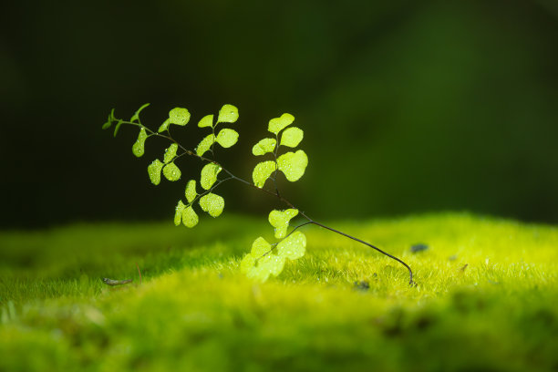 美丽的蕨类、苔藓和阳光在澳大利亚西部珀斯的森林里，禅宗、希望和平静的概念图片下载