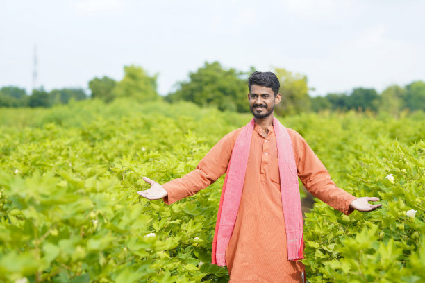 年轻的印度农民在棉花农业领域。图片下载