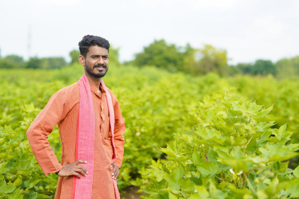 年轻的印度农民在棉花农业领域。图片下载