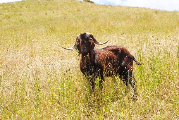 田野里的山羊图片下载