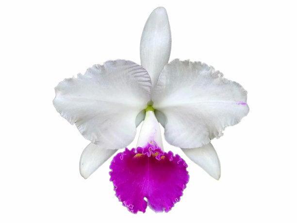卡特莱雅是兰花的一种。本种开白色花，花瓣上有深紫色。图片下载
