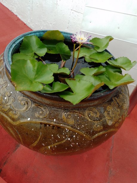 花盆里的莲花图片下载