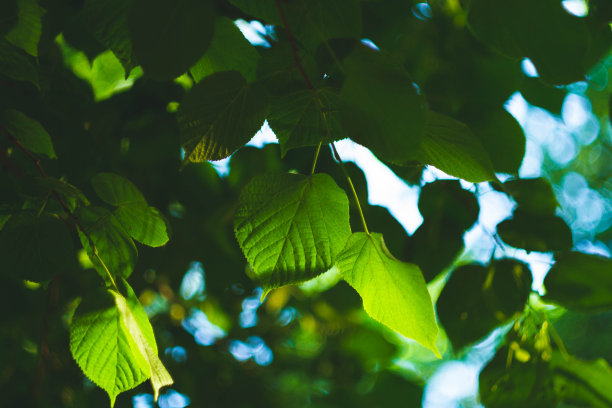 美丽的日落花园，任何用途的伟大设计。明亮的环境。图片下载
