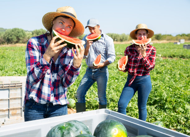 收获西瓜后，农民在田间享受品尝西瓜的乐趣图片下载
