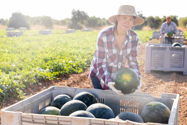 妇女农民正在把收获的西瓜放入容器中图片下载