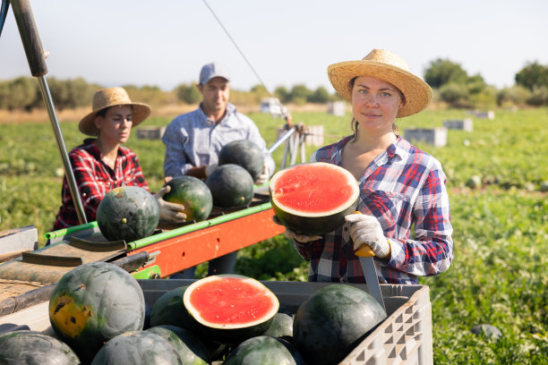 女农民拿着西瓜靠近收获机图片下载