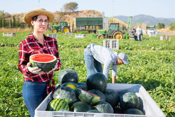 农民在西瓜地里摆姿势图片下载