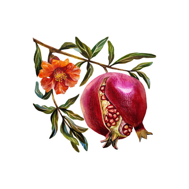 石榴石。有花的石榴果。水彩插图。在白色背景上隔离。图片下载