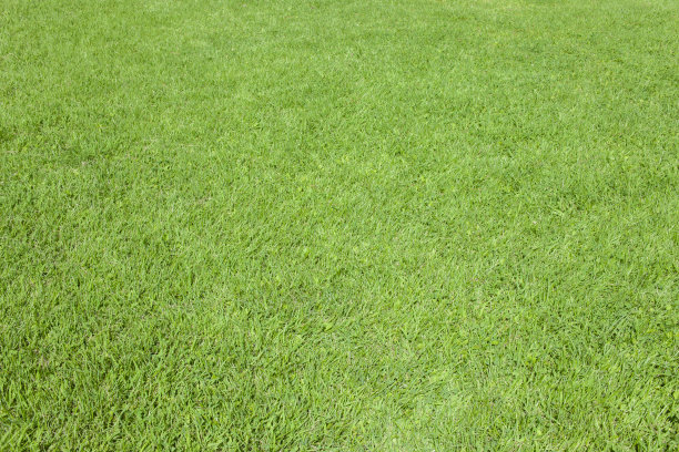 绿色的草坪图片下载