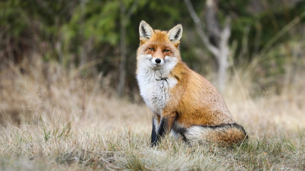 秋天的大自然，安静的红狐坐在黄草的空地上。图片下载