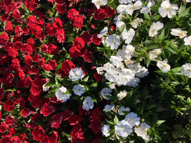 红白绿的花图片下载